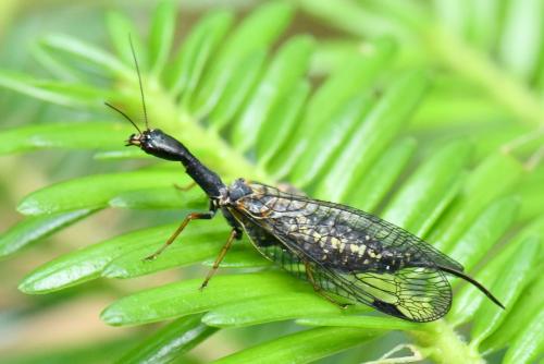 Phaeostigma notatum